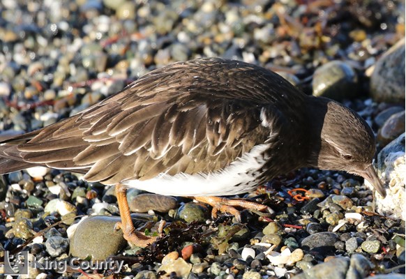 Photo of Arenaria melanocephala
